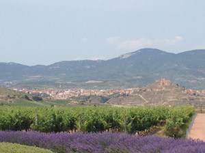 Dinastia Vivanco grape fields, Spain. Photo by: Alexa Tomaszewski 