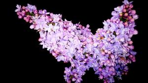 Photo by: Selina Chan, 50mm Photography Purple represents the thyroid cancer support ribbon, and the butterfly is the shape of the thyroid gland itself. Selina has created a powerful image, to this author, representing thyroid awareness. Visit her site and enjoy. www.50mmphotography.ca